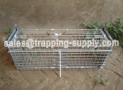 Humane Live Foldable Catch Squirrel Cage Trap 