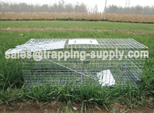 Folding Live Animal Trap Cage For Raccoon