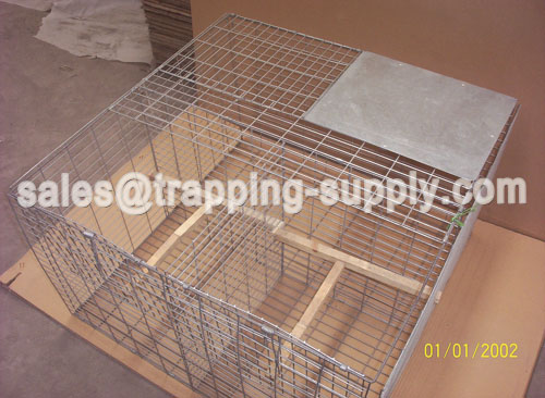 Foldable larsen Magpie Trap Cage