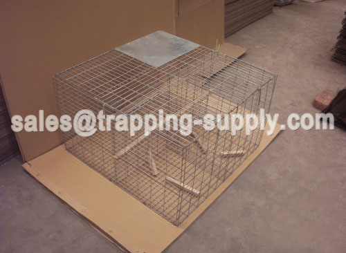 Foldable larsen Magpie Trap Cage