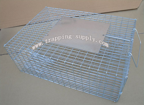 Galvanized sparrow Cage Trap